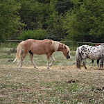 Photo n°2 de l'avis de Dino.a fait le 24/07/2023 à 17:18 sur le  Knobold - Knoblauch, Eis und mehr à Panketal