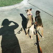 Whisker Sitter - Photo 4 - Car repair in , Baton Rouge