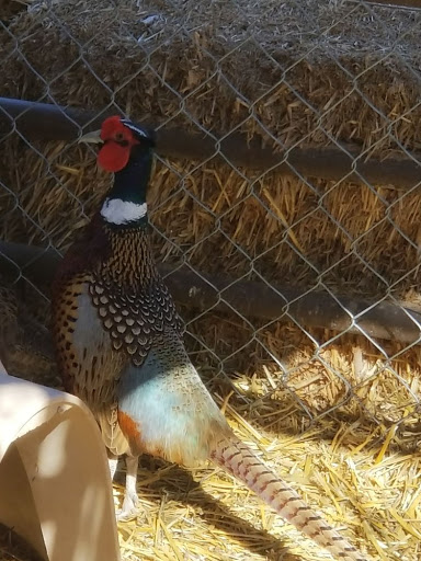 Zoo «Jr Pony Parties», reviews and photos, 1744 N Leonard Ln, Las Vegas, NV 89108, USA