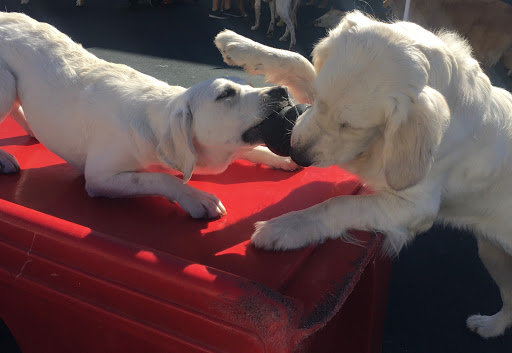 Wags & Wiggles image