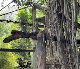Bandung Zoological Garden photo