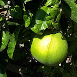 Photo n°2 de l'avis de Ivano.0 fait le 12/10/2019 à 12:23 sur le  Villa della Pergola à Alassio