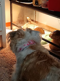 Exotic Pets - Photo 8 - Car repair in Wichita, KS, Wichita