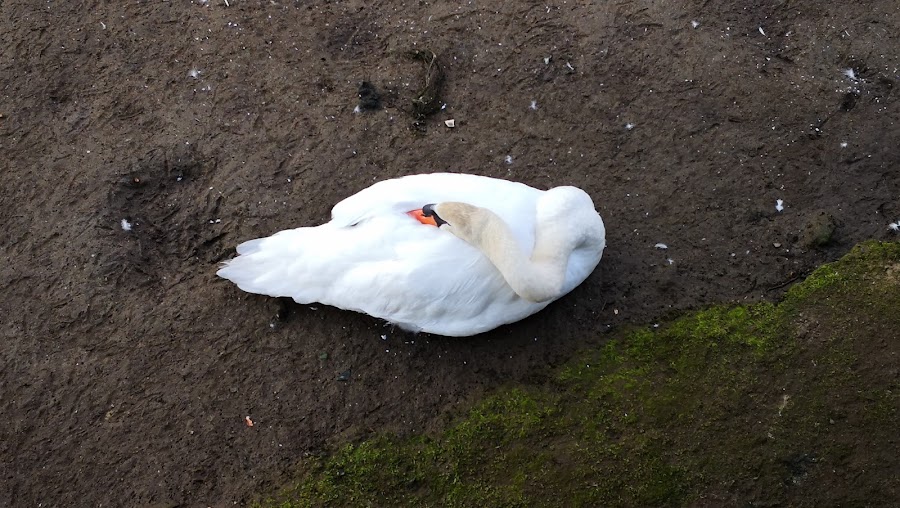 Parque dos Patos