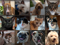 Pet Nanny - Photo 2 - Car repair in , Chicago