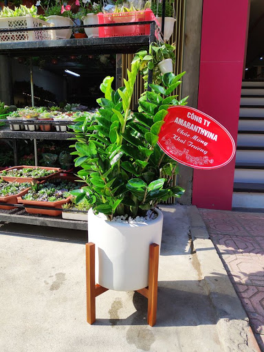Top 20 cửa hàng cây kiểng Huyện Ba Vì Hà Nội 2022