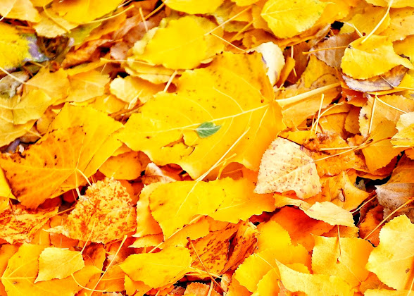 Plats et boissons hôtels Castillo de Diempures 19275 Cantalojas