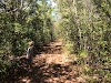 Bosque Estatal de Gunica
