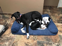 Rockin' Z Doggie Ranch - Photo 5 - Car repair in Vail, AZ, Tucson