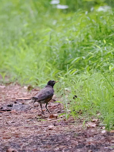 Nature Preserve «Edwin B. Forsythe National Wildlife Refuge- deCamp Wildlife Trail», reviews and photos, 365 Mantoloking Rd, Brick, NJ 08723, USA