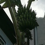 Photo n°5 de l'avis de Bizonek.8 fait le 07/05/2023 à 07:28 sur le  Casa de Chá Walking Hostel Madeira à Prazeres