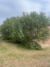 Olvera Tree and Yard Services - Photo 8 - Car repair in Waco, TX, Waco