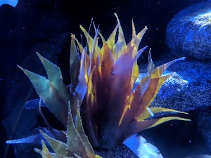 New England Aquarium Ocean Center - photo 34