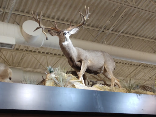 Outdoor Sports Store «Field & Stream», reviews and photos, 520 Clock Tower Way, Crescent Springs, KY 41017, USA