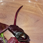 Photo n°1 de l'avis de An.a fait le 04/02/2024 à 12:47 sur le  Gitti's Grill à Norden