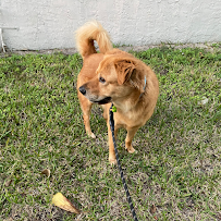 Furbols | Reliable Pet Sitting & Dog Walker | Parkland, Coral Springs, Coconut Creek - Photo 5 - Car repair in , Hollywood