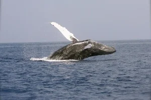 Bodega Bay Whale Charters image