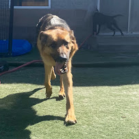 Pet Play House - Photo 7 - Car repair in Reno, NV, Reno