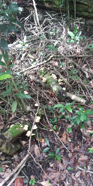 Castellow Hammock Preserve & Nature Center - photo 92