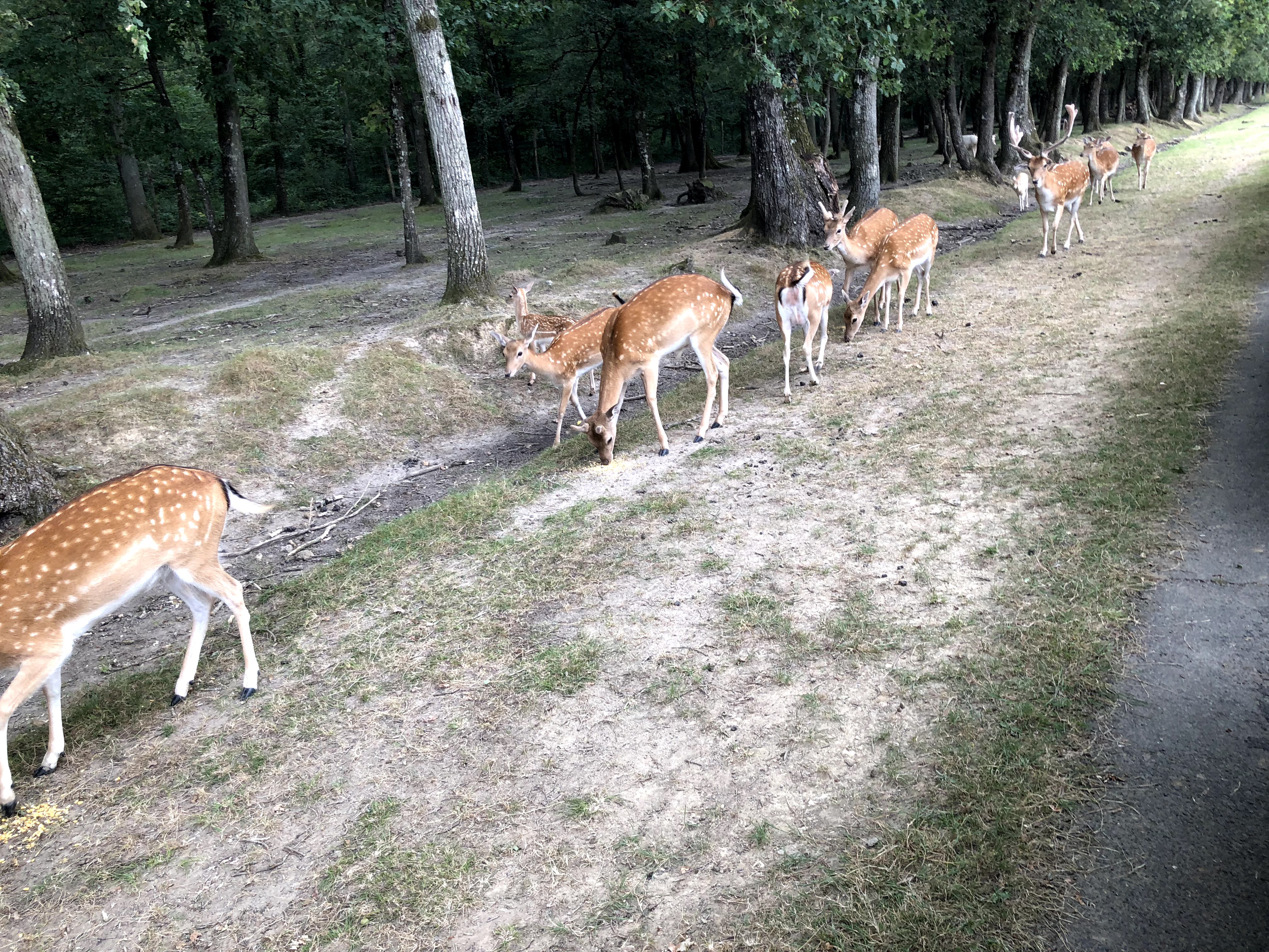 Photo n° 28 de l'avis de Julien.o fait le 27/07/2018 à 17:41