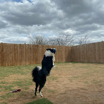 Puppy Power Dog Resort - Photo 9 - Car repair in San Antonio, TX, San Antonio