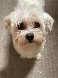 Dog Sitting With Love - Photo 3 - Car repair in Jupiter, FL, West Palm Beach