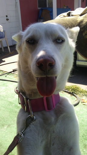 Pet Supply Store «Pet Food Express», reviews and photos, 11430 San Pablo Ave, El Cerrito, CA 94530, USA