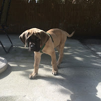 Bed Bug Pest Prep NYC - Photo 6 - Car repair in , Manhattan