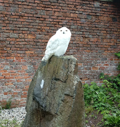 Scottish Owl Centre - Other