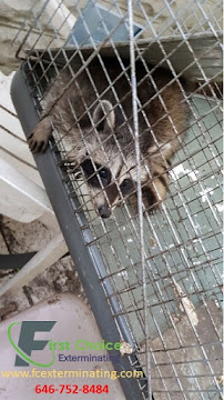 First Choice Exterminating - Photo 7 - Car repair in , Brooklyn