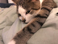 Sit Stay NJ - Photo 7 - Car repair in Ramsey, NJ, Paterson