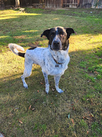 The Animal Law - Photo 3 - Car repair in , Bakersfield
