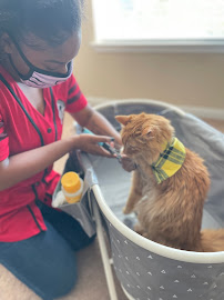 Yippee Paw Yay! - Photo 3 - Car repair in , Sugar Land