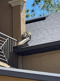 Winter Haven Wildlife Removal - Photo 9 - Car repair in Winter Haven, FL, Winter Haven