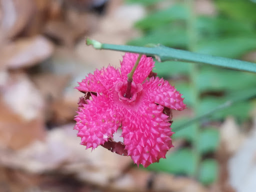 National Park «Prince William Forest Park», reviews and photos, 18170 Park Entrance Rd, Triangle, VA 22172, USA