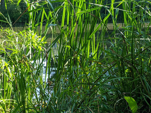 Park «Plum Creek Park», reviews and photos, Cherry St, Kent, OH 44240, USA