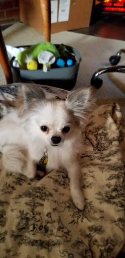 Pet Supply Store «PetSmart», reviews and photos, 3794 Easton-Nazareth Hwy, Easton, PA 18045, USA