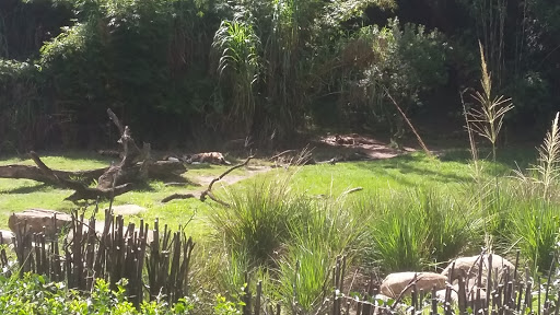 Tourist Attraction «Finding Nemo - The Musical», reviews and photos, Dinoland U.S.A., Kissimmee, FL 34747, USA