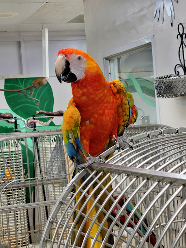 Bird Shop «Arizona Bird Store», reviews and photos, 565 S Dobson Rd, Mesa, AZ 85202, USA