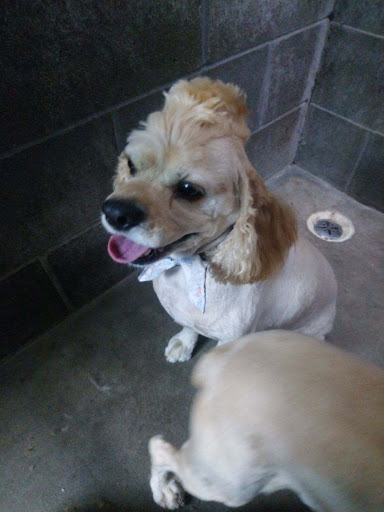 Animal Hospital «Animal Medical Corpus Christi», reviews and photos, 6822 Everhart Rd, Corpus Christi, TX 78413, USA