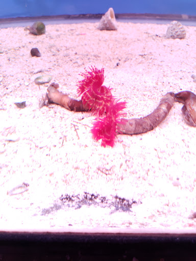 Pet Supply Store «Monrovia Tropical Fish», reviews and photos, 603 W Huntington Dr, Monrovia, CA 91016, USA