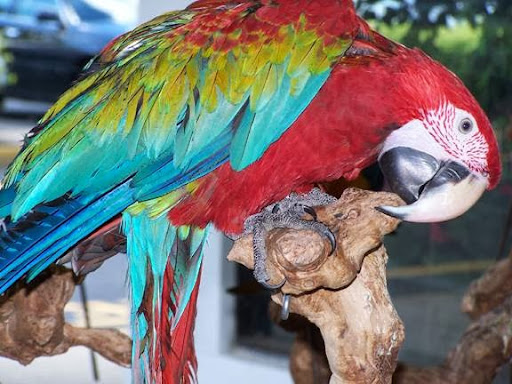 Bird Shop «Angels Bird Jungle», reviews and photos, 1031 Broad St, Shrewsbury, NJ 07702, USA