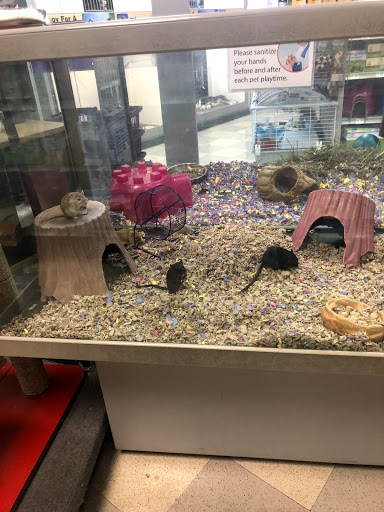 Pet Store «Petland Las Vegas», reviews and photos, 8800 W Charleston Blvd #3, Las Vegas, NV 89145, USA