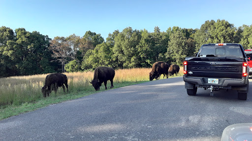 Nature Preserve «Elk and Bison Prairie», reviews and photos, Elk & Bison Prairie Rd, Golden Pond, KY 42211, USA