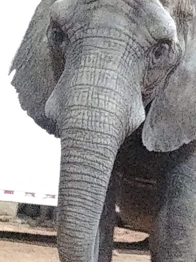 Event Venue «Southeastern Livestock Pavilion», reviews and photos, 2232 NE Jacksonville Rd, Ocala, FL 34470, USA