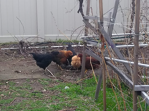 Animal Feed Store «IFA Country Stores», reviews and photos, 1071 Pioneer Rd, Draper, UT 84020, USA