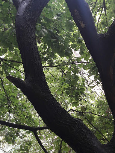 Park «Holcombe Rucker Park», reviews and photos, 280 W 155th St, New York, NY 10039, USA