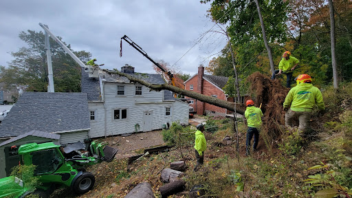 Tree felling Hartford