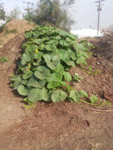 Sunflower Farms