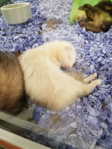 Pet Supply Store «Petco Animal Supplies», reviews and photos, 210 Fortune Blvd, Milford, MA 01757, USA